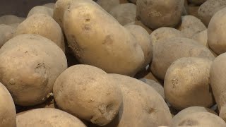 Картофель сильно дорожает! От чего зависит цена? /Сколько продукт стоит в Беларуси и других странах?