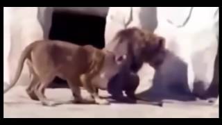 Лев против Медведя. Реальное видео