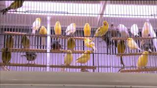 Consejos prácticos para comprar un pájaro