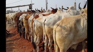 168| Buying and selling cattle from animal market in West-Bengal