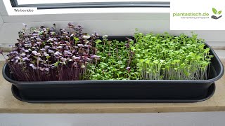 Microgreens - Gesunde Sprossen von der Fensterbank