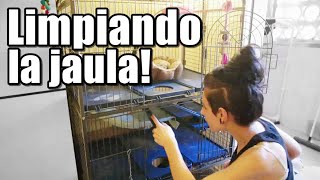 Limpieza de la jaula Perfect Maxi de mis cobayas (Hurones, chinchillas, ratas)  | Anabel Golop