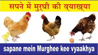 सपनों में चिकन व्याख्या. सपने में मुर्घी की व्याख्या. sapane mein murghee kee vyaakhya.