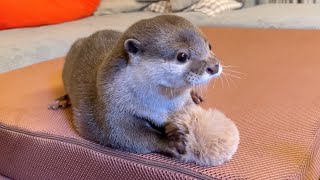 もふもふボクシングをされて反撃をするカワウソ otter fights back after being boxed by a fluffy boxer.