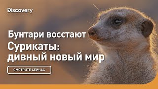 Бунтари восстают | Сурикаты: дивный новый мир | Discovery