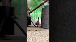 Bat eared Fox Kits Playing - Cincinnati Zoo #Shorts