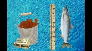 Технология выращивания форели