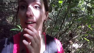 In the Forest with Golden Bamboo Lemurs