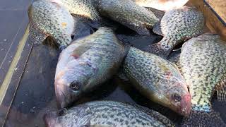 Crappie Fishing Oklahoma Trailer