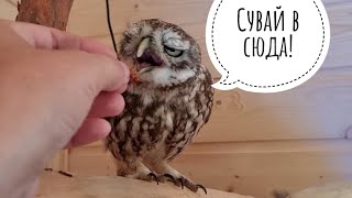 Совы сплюшки забыли, кто такое зофобас. Страшные червячки!