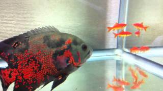 peixes Oscar com fome!!!