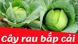 Dạy bé học nhận biết cây rau bắp cải | Dạy trẻ thông minh sớm