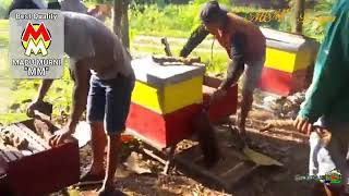 Panen Madu Murni MM 100% tanpa pakan dan pengolahan apapun