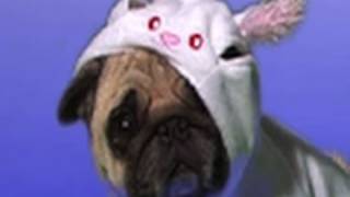 Pug Dog Halloween Costumes