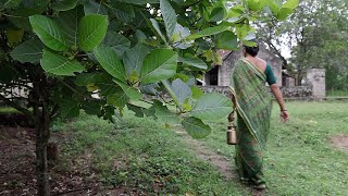 #6 Leisurely Day In The Village: Gulkand Recipe, Healthy Milk Peda, Easy Beeda From Scratch