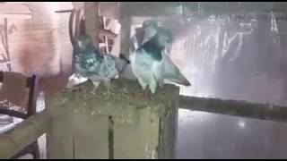 My old pigeons high flyer Breeder pair