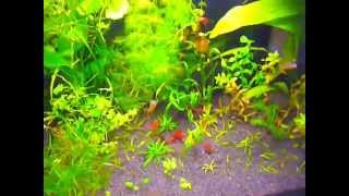 Попондетта фурката. Pseudomugil furcatus (Popondetta furcata).