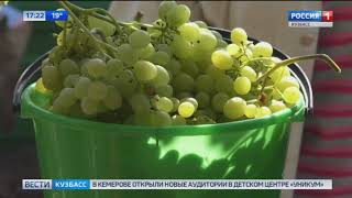 Кузбасский пенсионер выращивает виноград на своем участке
