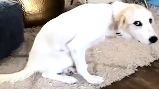 Husband shocked when wife brought this dog home