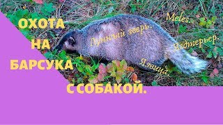 Охота на барсука с собакой.
