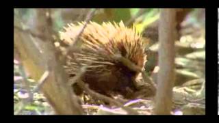 Echidna for ESL