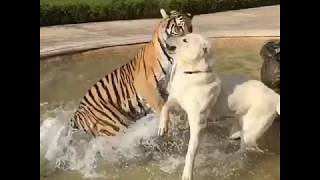 ТИГР ПРОТИВ СОБАКИ АЛАБАЙ - TIGER VS DOG ALABAI