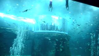 Aqua Planet Yeosu - Mermaids Русалки