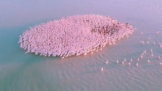 Sute de flamingo roz, popas pe un lac din Kazahstan