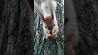 Едим орехи / Eating nuts