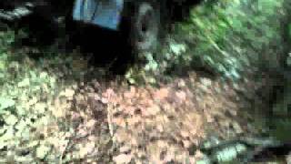 Homemade tractor in forest