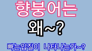 붕어낚시 향붕어낚시  빠는입질이  나타나는이유~?