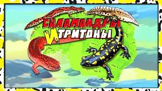 САЛАМАНДРЫ и ТРИТОНЫ сбабам (новинка 2019)