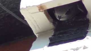 Common Swift about to leave July 2014