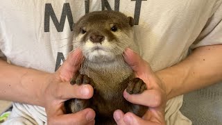 抱っこされたカワウソが可愛く反撃をする！ The cuddly otter fights back adorably!