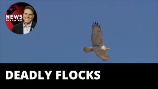 Mystery: 100s of thousands of birds dropping dead in New Mexico