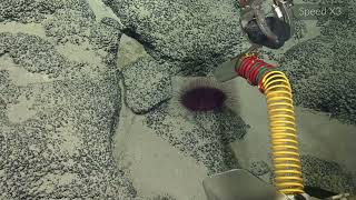Most Epic Urchin Collection of All Time? | Nautilus Live