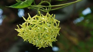 HƯỚNG DẪN TRỒNG HOA THIÊN LÝ