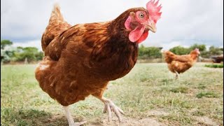 Killing chickens...