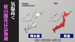 【気象庁1か月予報】気温高い日が多く 桜の開花は急加速