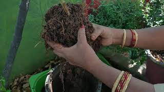 Job చేసేవారి కోసం ఎండిన తొక్కల తో  compost ఎలా వుందో  చూద్దామా..