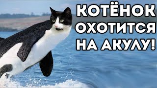 КОТЁНОК ОХОТИТСЯ НА АКУЛУ!