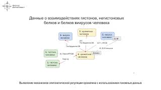 Анна Грибкова - Выявление механизмов эпигенетической регуляции хроматина