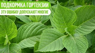 ГОРТЕНЗИЯ. ЭТО ВАЖНО ДЕЛАТЬ ПЕРЕД ПОДКОРМКОЙ. Мои цветы. Мой опыт.