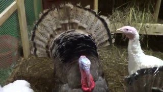 Индюки обзор породы
