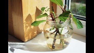 ТОП-10 лучших КОМНАТНЫХ РАСТЕНИЙ, которые легко вырастить из ЧЕРЕНКОВ