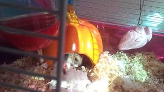 My Hamster shows "mother love" to her babies... :)