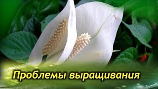 СПАТИФИЛЛУМ погибает и не цветет! Болезни и проблемы выращивания «женского счастья».