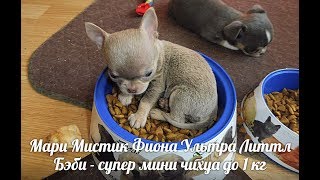 СУПЕР МИНИ ЧИХУА - ФИОНА И МИНИ - ФЕЛИЦИЯ #КУПИТЬМИНИЧИХУАПРОДАЮЩЕНКА( ПИТОМНИК "МАРИ МИСТИК" )