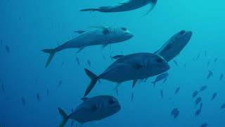 Sardines: The Fast Food of the Ocean