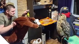 Один дома с совой. Как @Artem Off-Road оставили одного в зоо-дурдоме и что из этого вышло